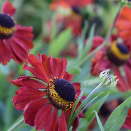 Helenium hybride 'Kupferzwerg'