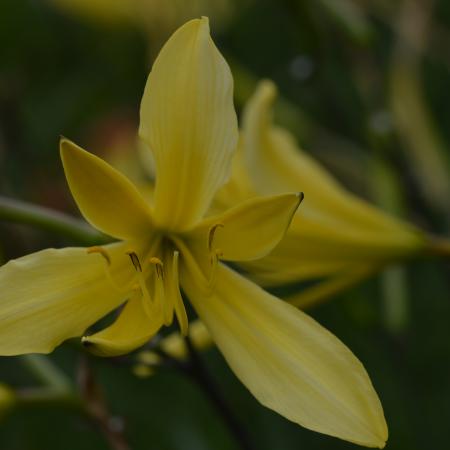 Hemerocallis lilioasphodelus