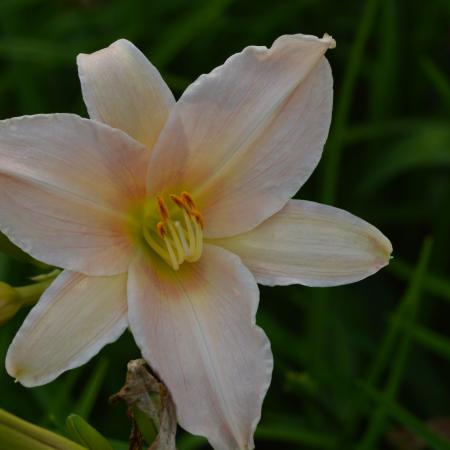 Hemerocallis 'Luxury Lace'