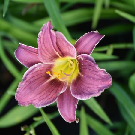 Hemerocallis 'Little Missy'