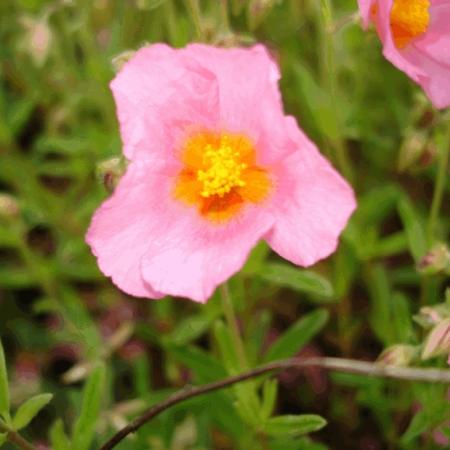 Helianthemum 'Lawrenson's Pink'