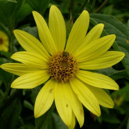 Helianthus 'Lemon Queen'