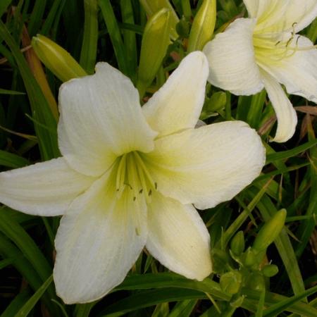 Hemerocallis 'Light The Way'