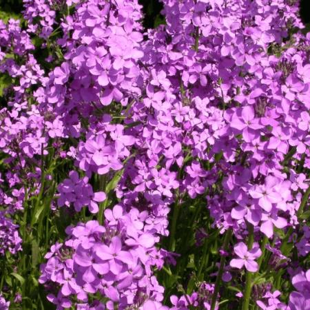 Hesperis matronalis