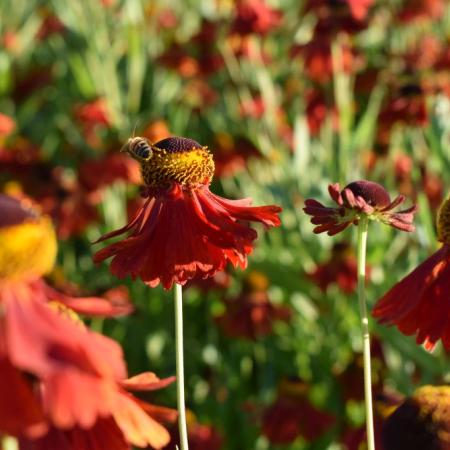 Helenium hybride 'Moerheim Beauty'