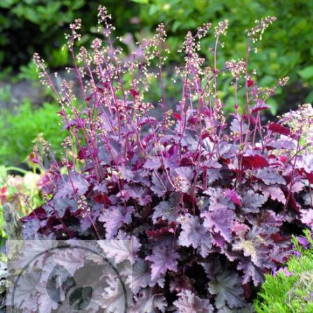 Heuchera am. 'Melting Fire'