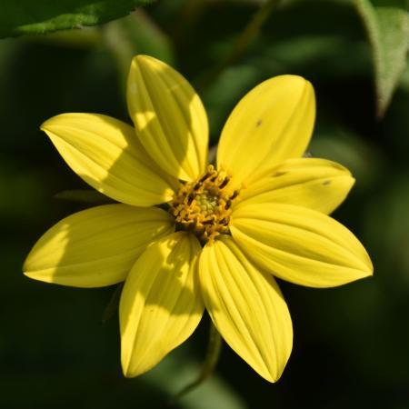 Helianthus microcephalus