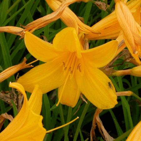 Hemerocallis middendorffii