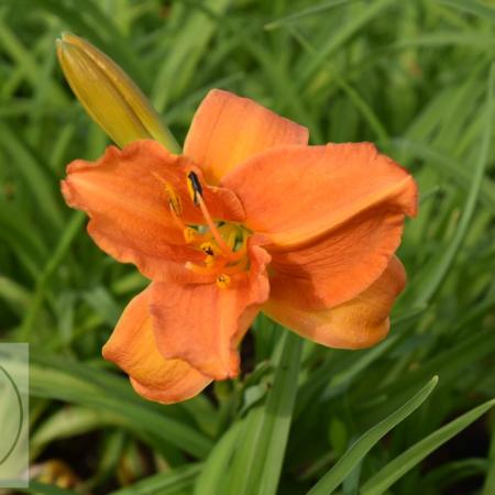 Hemerocallis 'Mauna Loa'