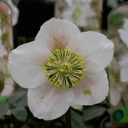 Helleborus niger