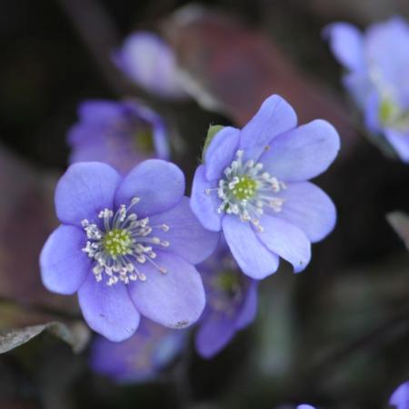 Hepatica nobilis