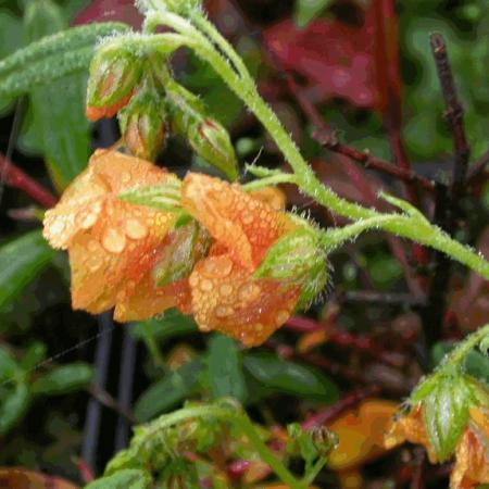 Helianthemum 'Orange Double'