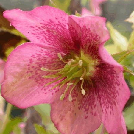 Helleborus orientalis