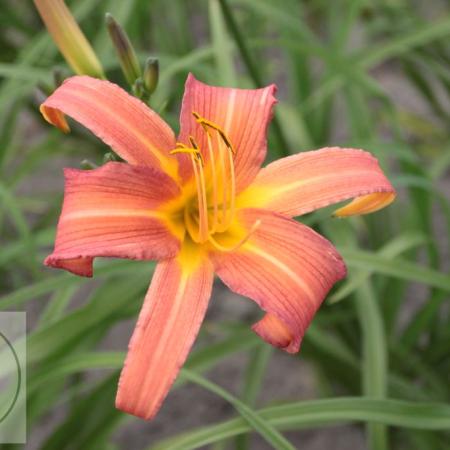 Hemerocallis 'Pink Charm'