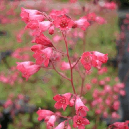 Heuchera brizoides 'Pluie de Feu'