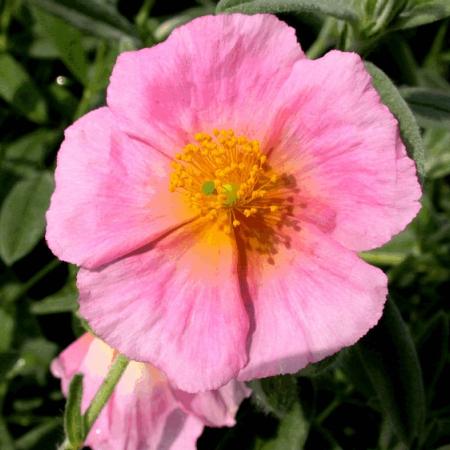 Helianthemum 'Pink Double'