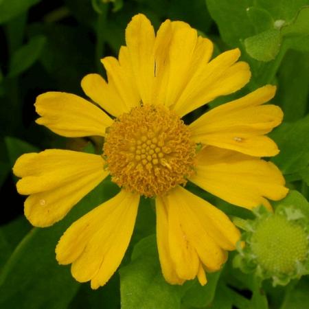 Helenium autumnale 'Pumilum Magnificum'