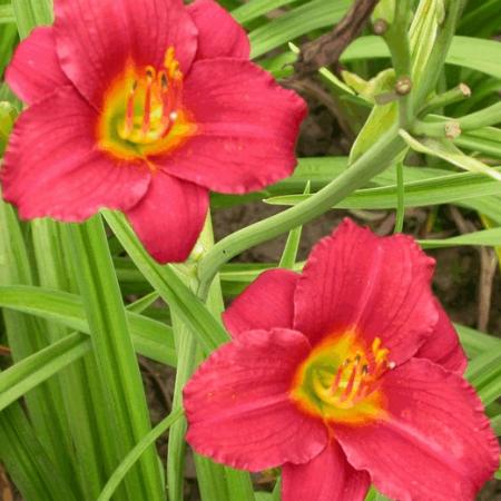 Hemerocallis 'Pardon Me'