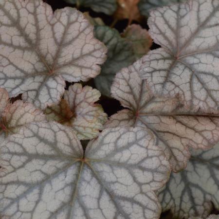 Heucherella 'Quicksilver'