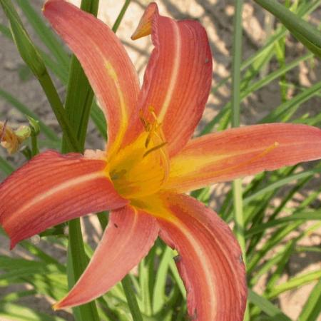 Hemerocallis 'Rajah'