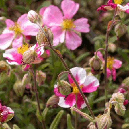 Helianthemum 'Raspberry Ripple'