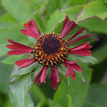 Helenium hybride 'Ruby Tuesday'