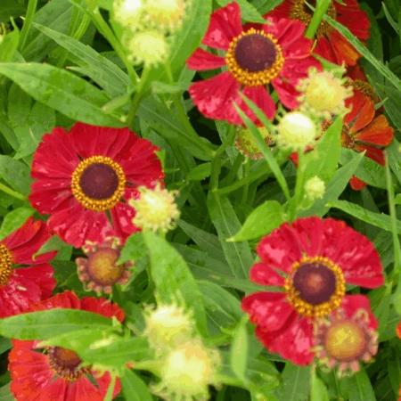 Helenium hybride 'Rubinzwerg'