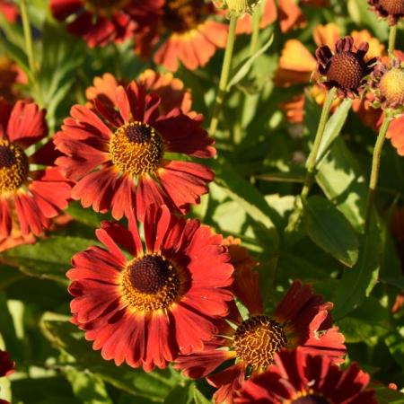 Helenium hybride 'Salsa'