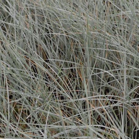 Helictotrichon sempervirens 'Saphirsprudel'