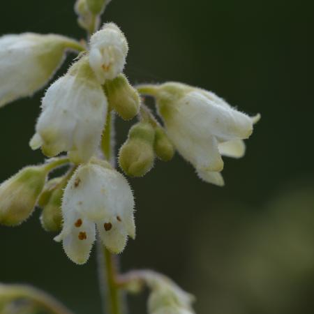 Heuchera brizoides 'Schneewittchen'