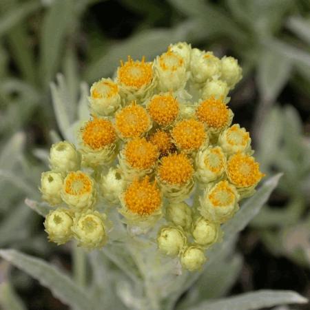 Helichrysum 'Schwefellicht'