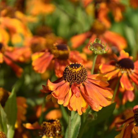 Helenium hybride 'Sahin's Early Flowerer'