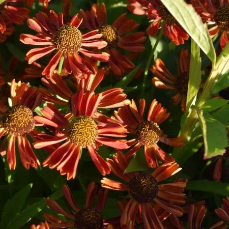 Helenium hybride 'Siesta'