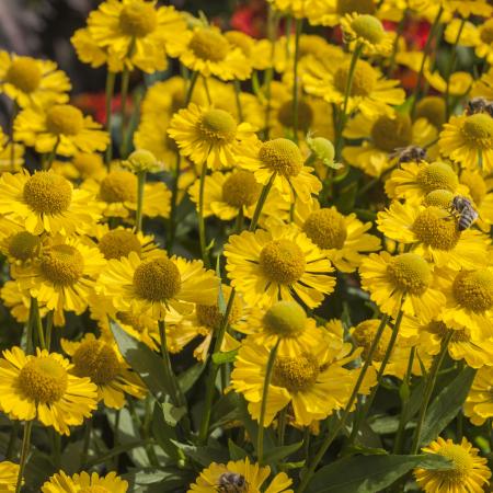 Helenium hybride 'Sombrero'