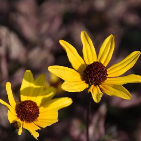 Heliopsis helianthoides 'Summer Pink'