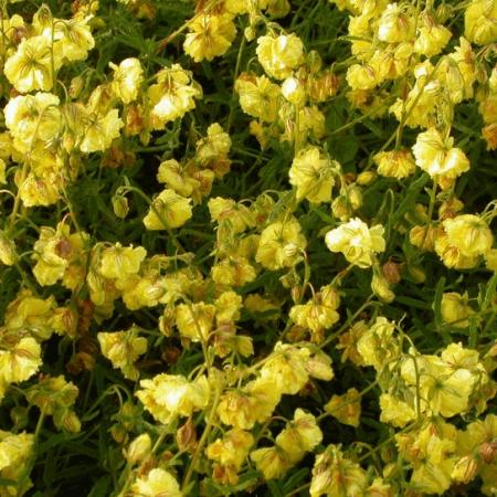 Helianthemum 'Sulphureum Plenum'