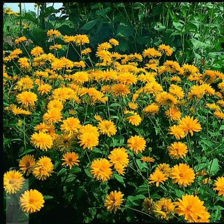 Heliopsis helianthoides 'Summe Sun'