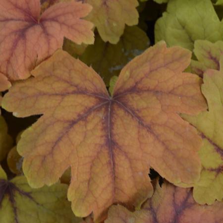 Heucherella 'Sweet Tea'