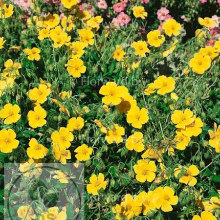 Helianthemum 'Sterntaler'