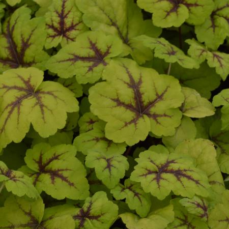 Heucherella 'Stoplicht'