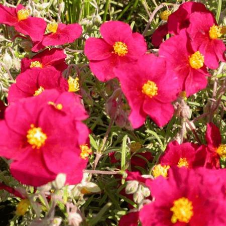 Helianthemum 'Supreme' (Red Orient)