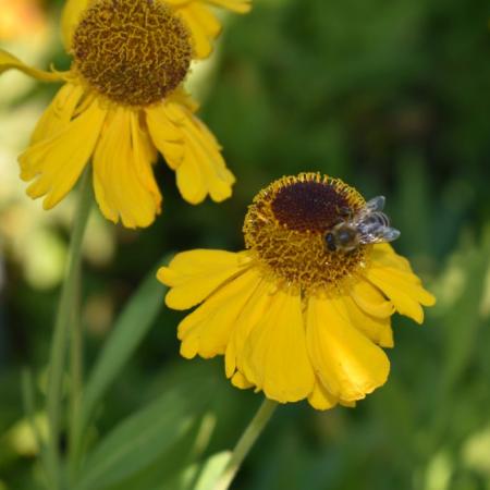 Helenium bigelovii 'The Bishop'