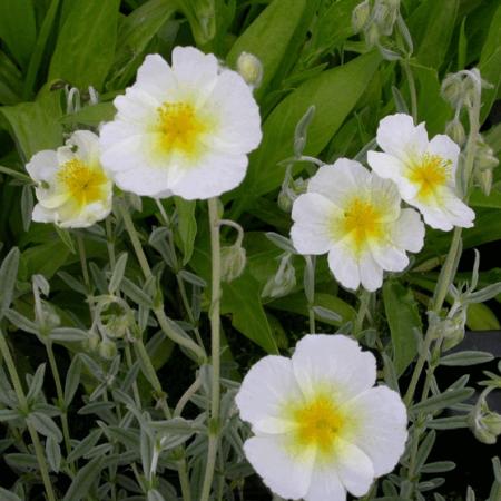 Helianthemum 'The Bride'