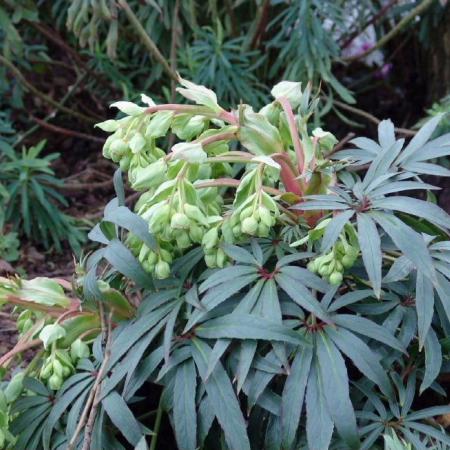 Helleborus foetidus 'Wester Fliske'