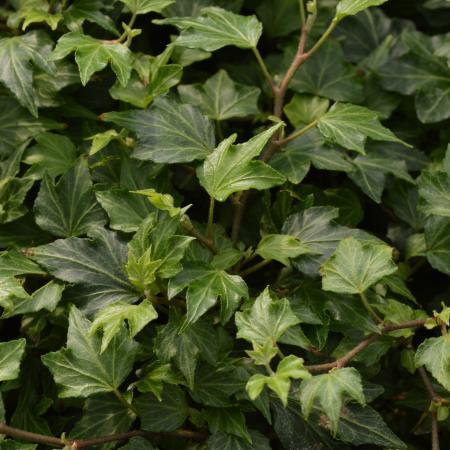 Hedera helix 'Woerner'