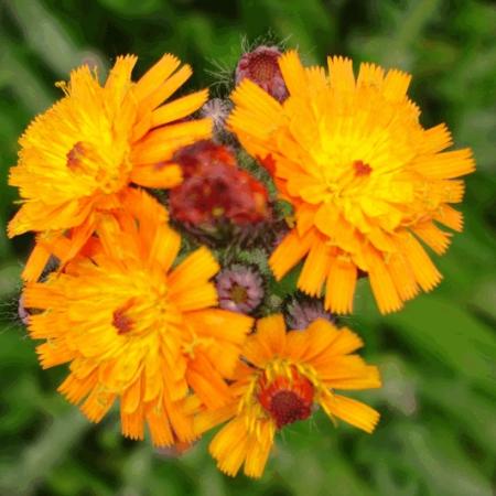 Hieracium aurantiacum