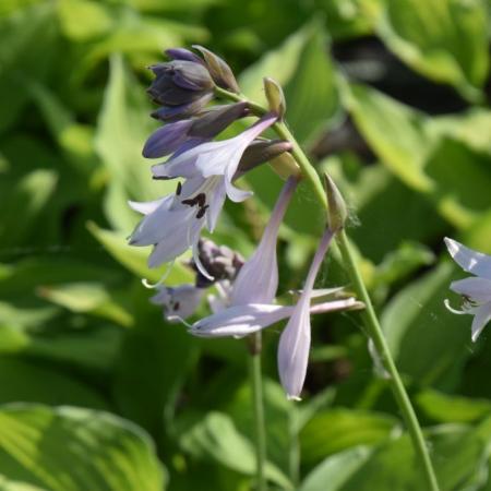 Hosta fortunei ' Albopicta'