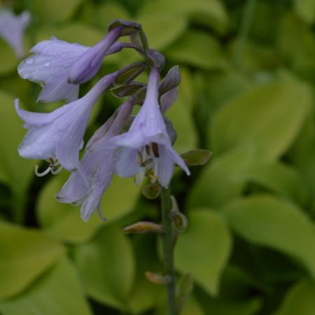 Hosta 'August Moon'