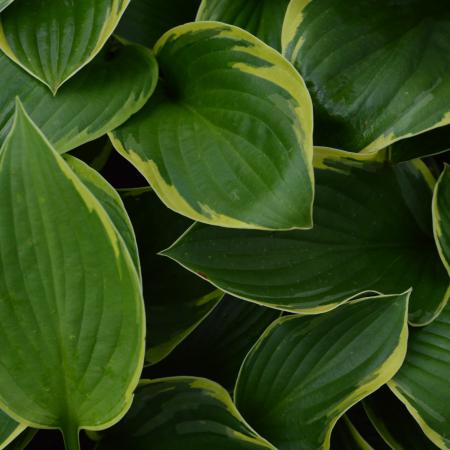 Hosta fortunei 'Aureomarginata'