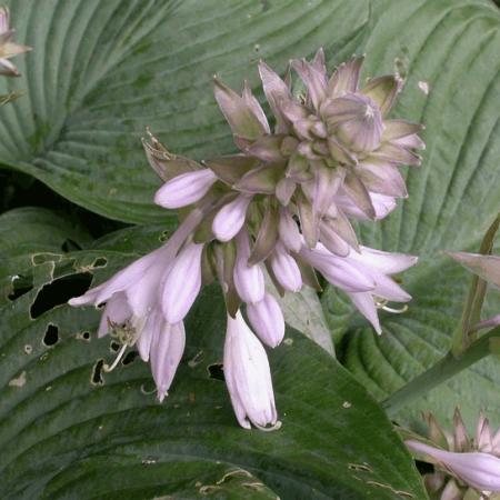 Hosta 'Blue Angel'